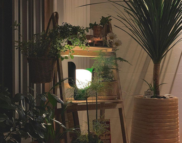 Petalformad Glasbordslampa