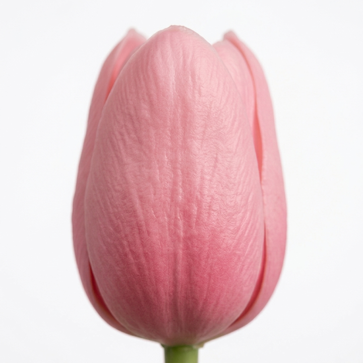 Bloomara – Bukiet Tulipanów z Lateksu o Realnym Dotyku