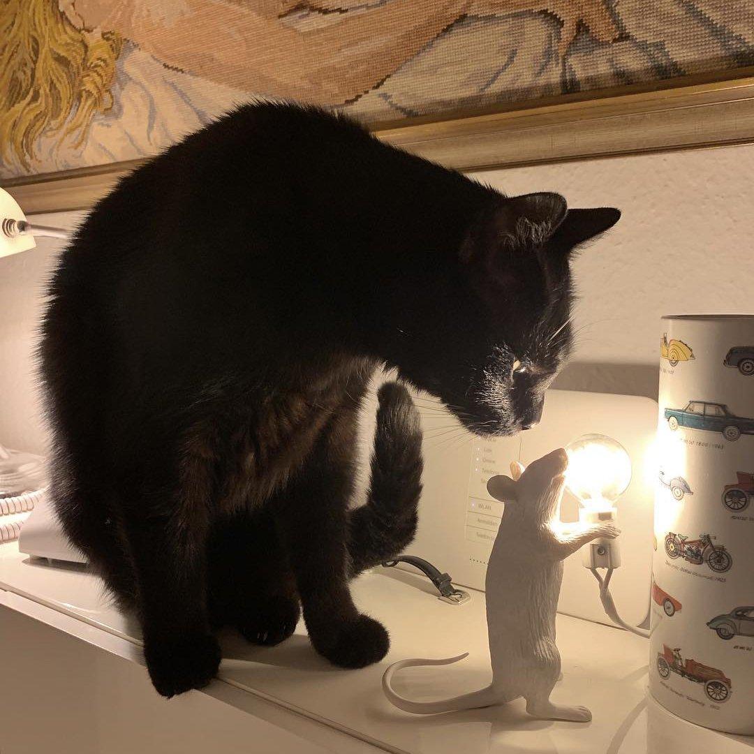 Musbordslampa